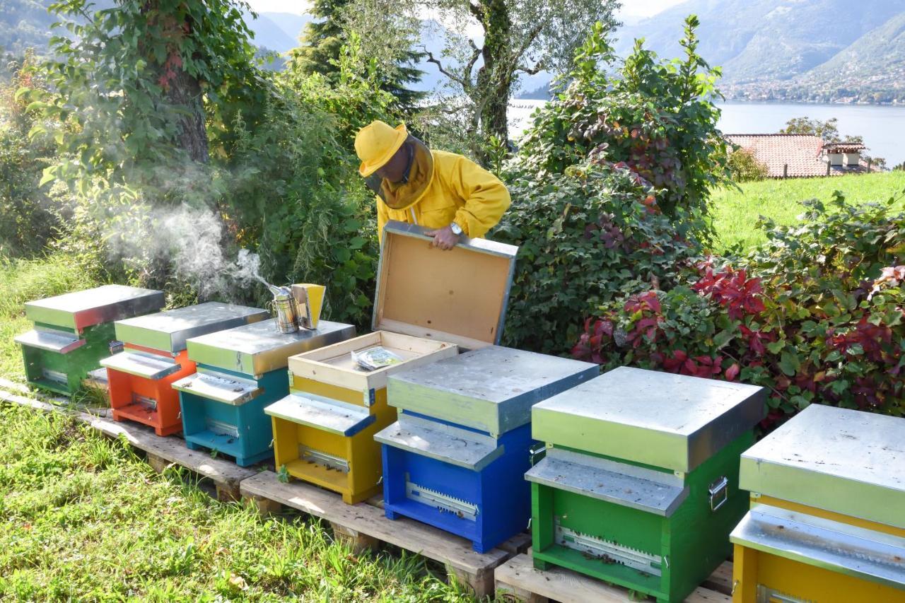 Agriturismo Il Colle Farm stay Bellagio